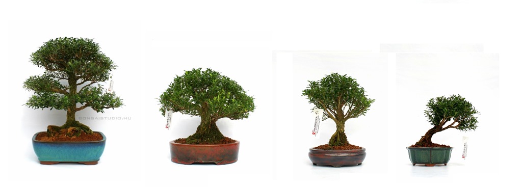 belteri buxus puszpang bonsai vasarlas rendelheto a marczika bonsai webaruhaz bonsai bolt kerteszetebol
